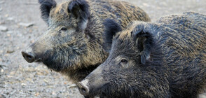 Два нови случая на заразени с чума диви свине