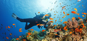 Учени откриха непознати видове морски създания