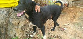 Кучето Пинг Понг беше обявено за герой, след като спаси от смърт бебе (ВИДЕО+СНИМКИ)