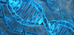 Най-старата скандинавска човешка ДНК беше извлечена от дъвка на 10 000 години