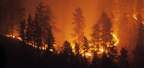 ЕС предприема мерки за борба с горските пожари