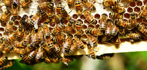 Испанци откриха 80 000 пчели в стената на спалнята си