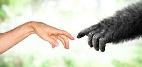 Учени опровергаха популярна теория за произхода на човека