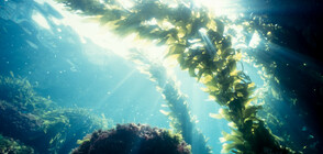 Токсично водорасло убива сьомгите в норвежки развъдници