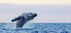 Пластмасова скулптура на кит постави световен рекорд (СНИМКА)