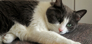 Котарак измина 300 км, за да се върне в родния си… манастир (СНИМКА)