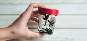 Мъж бе глобен с 11 000 долара заради пиявици в багажа