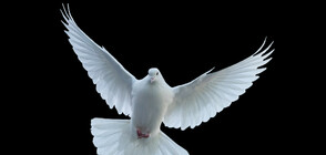 Гълъб спаси шофьор от глоба (СНИМКА)