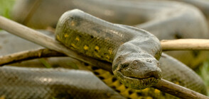 Анаконда роди след непорочно зачатие