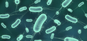 Учени откриха микроби, живеещи при 89 градуса Целзий