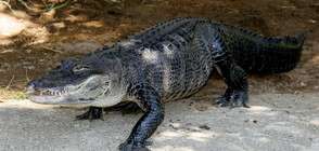 Жена от Флорида намери 3-метров алигатор в кухнята си (СНИМКИ)