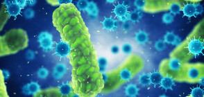 Специалисти откриха следи от древна опасна инфекция