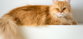 Запознайте се с персиеца Луис – новата сърдита котка (ВИДЕО+СНИМКИ)