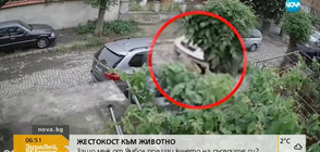 Мъж от Ямбол прегази кучето на съседите си (ВИДЕО)