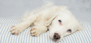 Кучетата се притесняват, когато собствениците им са стресирани