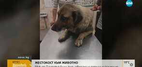 Мъж влачи куче с колата си в Пазарджик