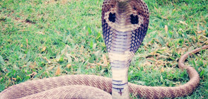 Най-опасните змии в света (ГАЛЕРИЯ)