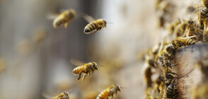Над 130 милиона пчели излетяха след катастрофа в САЩ