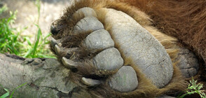 Бракониери застреляха кафява мечка в Рила