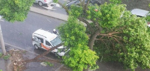 Дърво падна върху кола във Варна