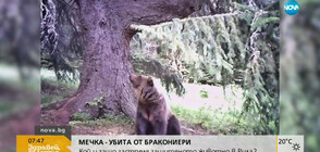 Кой застреля защитен вид мечка в Рила?