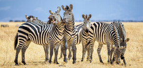 За какво служат райетата на зебрите?