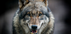 Идеално запазена глава на вълк на 40 000 години беше открита в сибирския лед