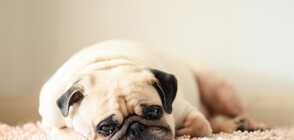 Защо кучетата гледат тъжно?