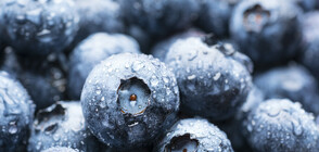 Американец се натъпка със 146 боровинки за Гинес рекорд (ВИДЕО)