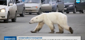 Полярна мечка се появи в руски индустриален град