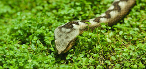 Бум на ухапвания от змии в началото на лятото