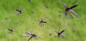 Нашествие на комари в Русе (ВИДЕО)