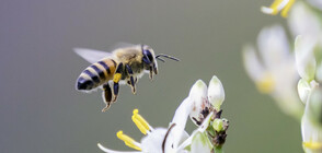 „Темата на NOVA в аванс”: Физиката на пчелите