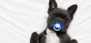 Ветеринари извадиха 19 биберона от булдог (СНИМКА)