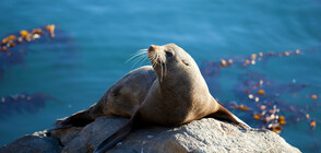 Тюлените могат да имитират човешката реч и песни