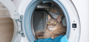 9 ЖИВОТА: Котка прекара 35 минути във включена пералня