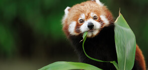 Червена панда се роди в германска зоологическа градина (ВИДЕО+СНИМКИ)