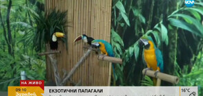 Показват папагали от 3 континента в Бургас