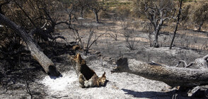 Големи горски пожари бушуват в Испания и Германия (СНИМКИ)