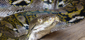 Полицията издирва питон-беглец в Кеймбридж