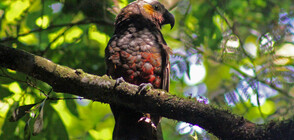 Животни, застрашени от изчезване през следващите години (ГАЛЕРИЯ)