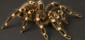 Кръстиха паяк на името на Карл Лагерфелд