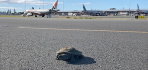 Костенурка забави полет на самолет