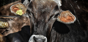 Мъртви крави откриха на плажа край Обзор