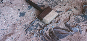 Откриха останки на най-древния човешки вид