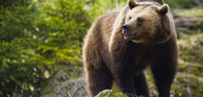 МЗХ издаде разрешително за отстрел на три проблемни мечки в Смолянско