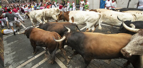 Петима ранени при бягането пред бикове в Памплона (ВИДЕО+СНИМКИ)