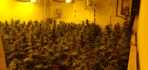 Разкриха две миниоранжерии за канабис във Великотърновско