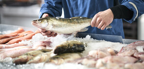 До края на годината ЕС ще разчита само на внос на риба и морски продукти