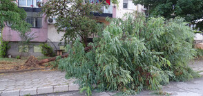 Силна буря изкорени дървета в Благоевград (СНИМКИ)